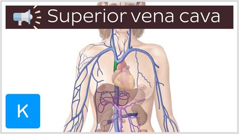 Superior Vena Cava Anatomical Terms Pronunciation By Kenhub YouTube