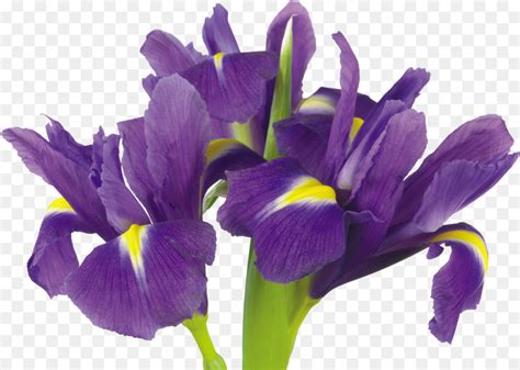 Bunga Iris Versicolor Fotografi Saham Gambar Png