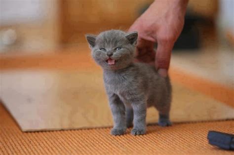 20 Fun Facts You Didnt Know About Chartreux Cats Grey Cats Blue Cats