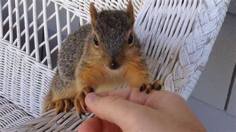Cute Tame Baby Squirrel Youtube