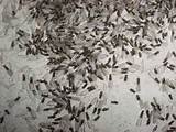 Termite Control Jamaica Pictures