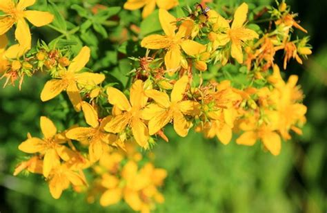 Hypericum dal greco ειχων = al di là, riferito al fatto che la pianta si utilizzava per esorcizzare gli spiriti maligni e per. Cura della pianta Iperico - Il Giardino Commestible