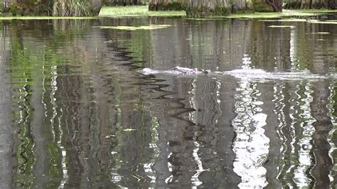 Alligator Swimming Youtube