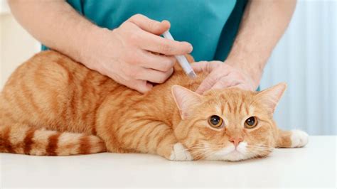 Estas Son Las Vacunas Que Necesita Tu Mascota Según Su Estilo De Vida