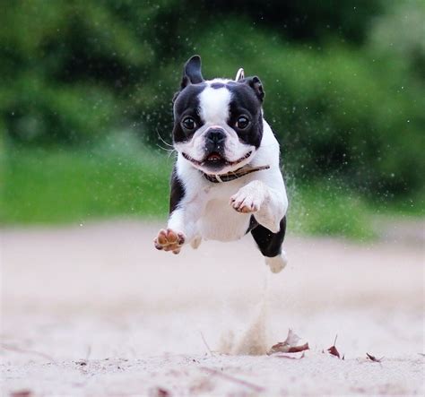 boston terrier dog breed information  images  research lab