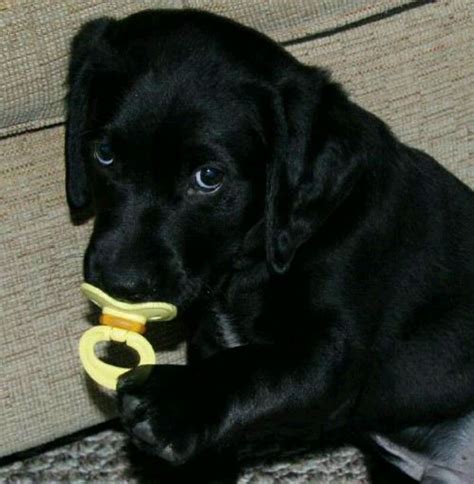 Pin By Buffi Marlar On Fur Babies Black Lab Puppies Cute Dogs