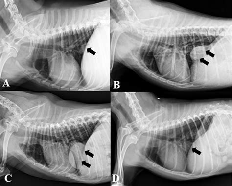 Right Lateral Radiographs Of 4 Dogs With Caval Foramen Liver Hernias