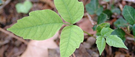 Kudzu Leaf Vs Poison Ivy