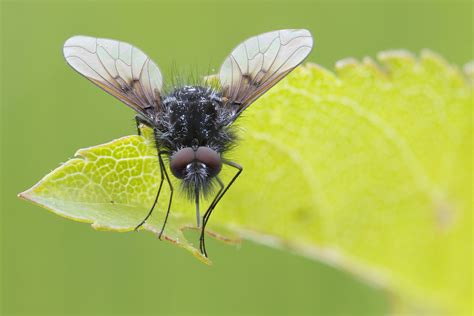Bombylella Atra A Nice Looking Black Bee Fly Approx 6mm Flickr
