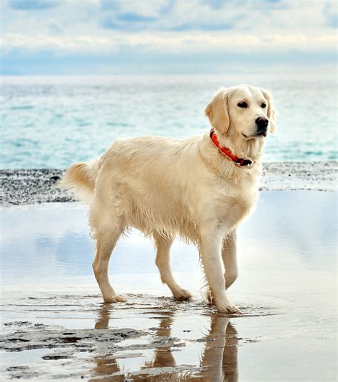 Gold Golden Retriever Dog Breed Puppies Fact Dog Dwell