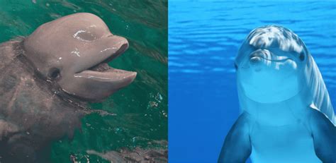 Porpoise Vs Dolphin Key Differences Ocean Info