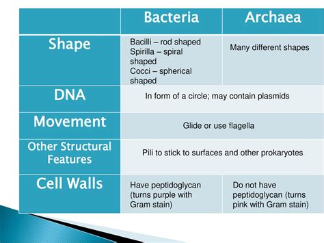 Prokaryotes What Are The Similarities And Differences Between Archaea And Bacteria Ppt Download