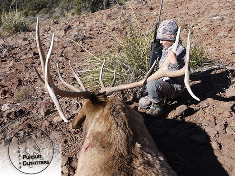 Arizona Guided Trophy Elk Hunts Exclusive Pursuit Outfitters Llc