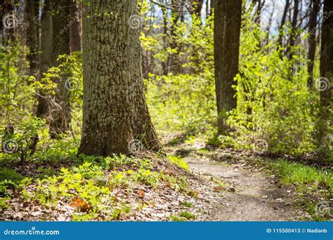 Green Forest In Spring Stock Image Image Of Rural 115500413