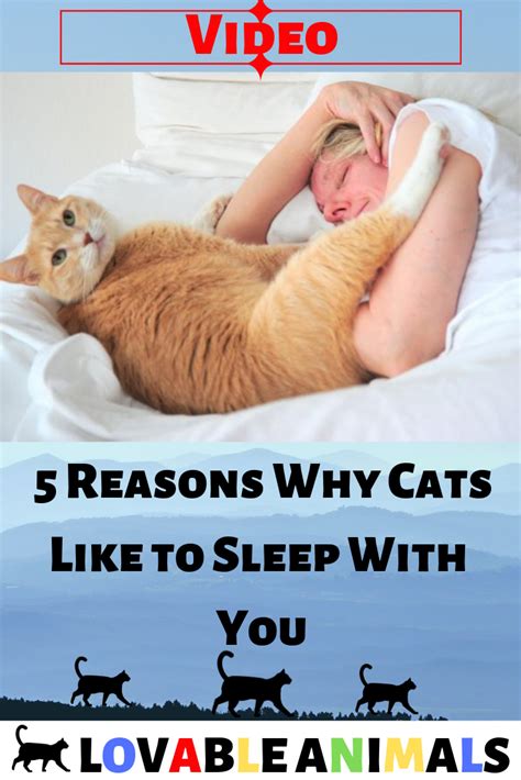 Video 5 Reasons Why Cats Like To Sleep With You Cat Language Cat