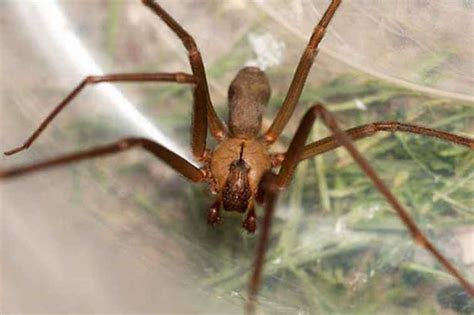 Top 10 Most Poisonous Spiders In The World Steamdaily