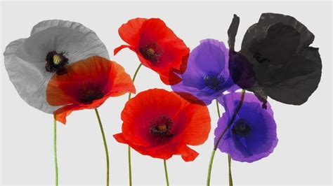 Poppy Appeal What Do The Different Coloured Poppies Mean Cbbc Newsround