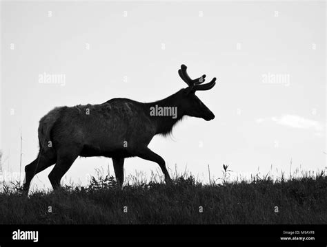 Elk At Neal Smith National Wildlife Refuge Stock Photo Alamy