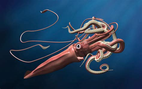 Изучайте релизы giant squid на discogs. Revealed: The Mysterious, Legendary Giant Squid's Genome