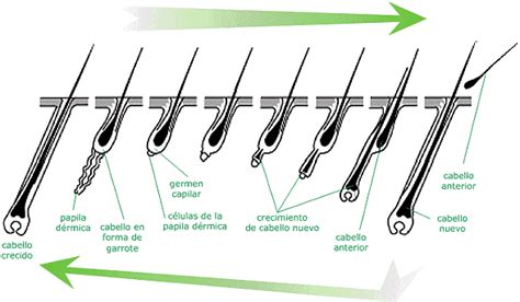 Los Ciclos Del Cabello