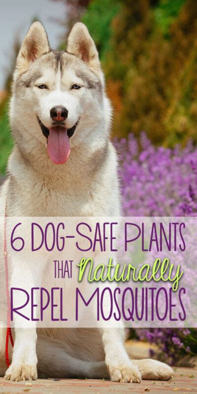 6 Dog-Safe Plants That Naturally Repel Mosquitoes (& Other Pests) | eBay