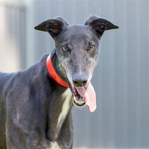 You even get a family tree for your pet! Racing and Wagering Western Australia | Greyhounds as Pets