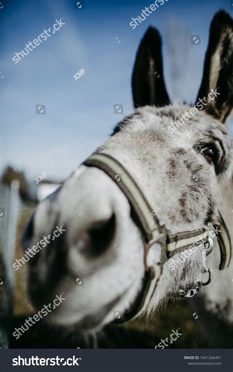 Closeup Grey Donkey Stock Photo 1641266461 Shutterstock