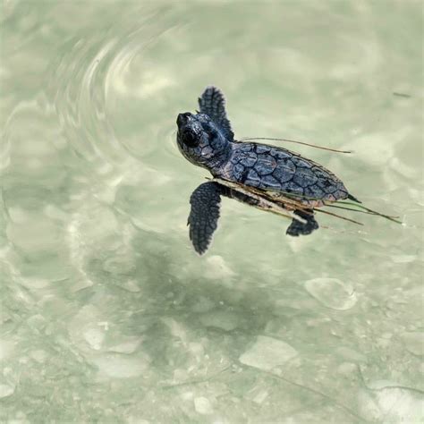 Baby Sea Turtles Hatching