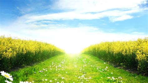 Free Download Sunny Day In The Spring Field Wallpapers And Images