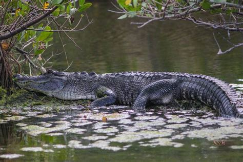 Gator Tales: Debunking Alligator Myths