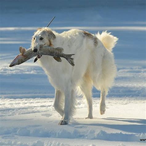 1408 Best Borzoi Russian Wolfhound Images On Pinterest