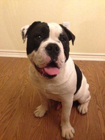See more of english bulldogs for adoption on facebook. Black and White Old English Bulldog for Adoption - 7 ...