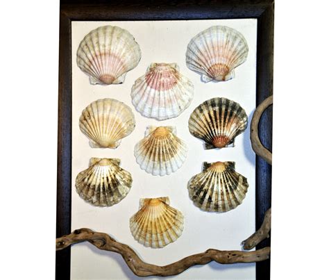 9 Very Large Scallop Seashells 13cm X 11cm Each Approx4 To 5