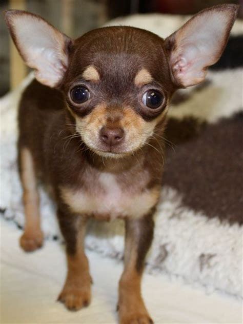 Pls rt, share, watch, help! Female Chihuahua Puppy, Chocolate and Tan. #chihuahua ...