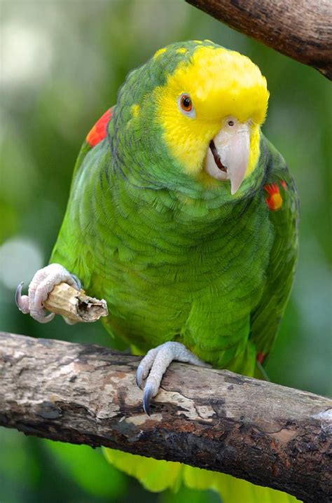 It contains about thirty species. Yellow Headed Amazon Parrot Working Out Photograph by ...