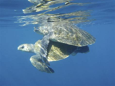 Marine Turtles Of Australia