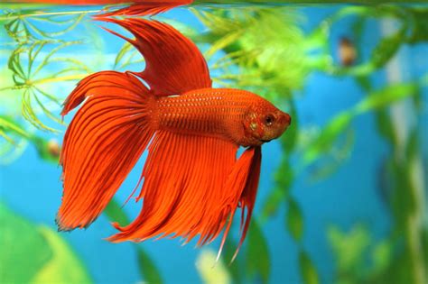 10 Best Aquarium Fish For Beginners Easy Fish For Freshwater Tanks
