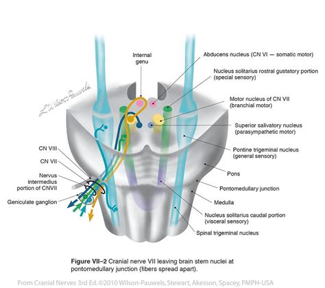 Brainstem Cranial Nerve Nuclei Facial Vii Cranial Nerves Physio Anatomie Und Medizin