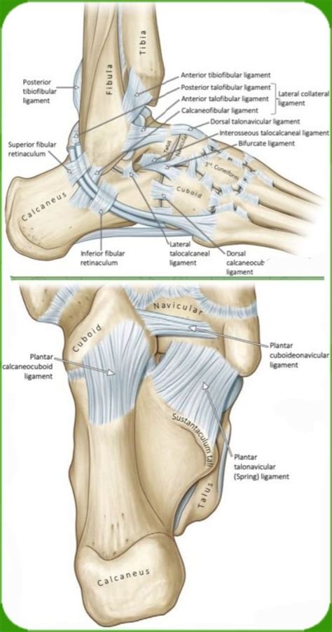 On Twitter Beautiful Illustration Of Ankle Joints And Ankle Ligaments