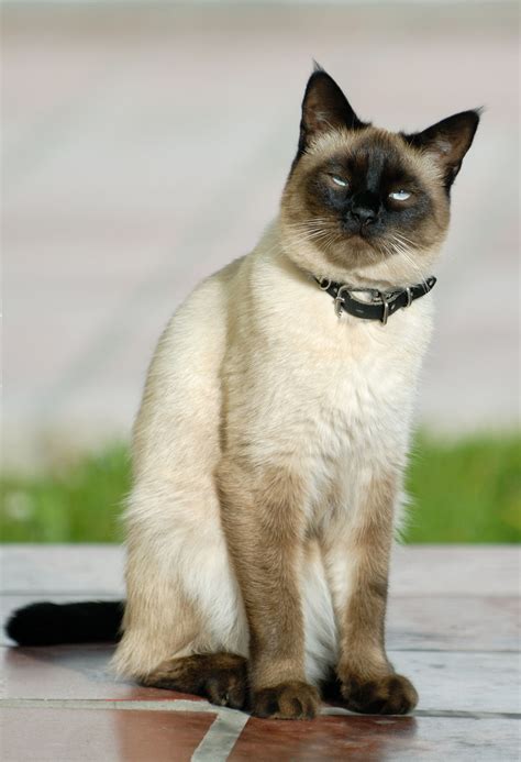 We show and tell you all about the lynx point siamese cat, with a revealing description and pictures. Check Out the Distinct Personality of the Snowshoe Siamese Cat