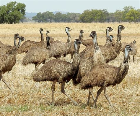 Emu San Diego Zoo Wildlife Explorers
