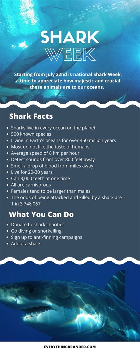 Shark Week Infographic Fun Facts About Sharks