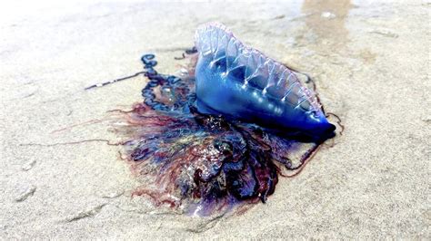 6 People Including 4 Children Stung By Portuguese Man O Wars On Oak