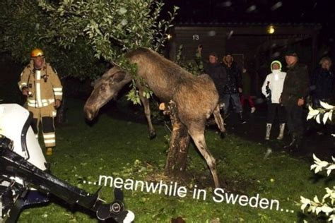 meanwhile in sweden 29 pics 1
