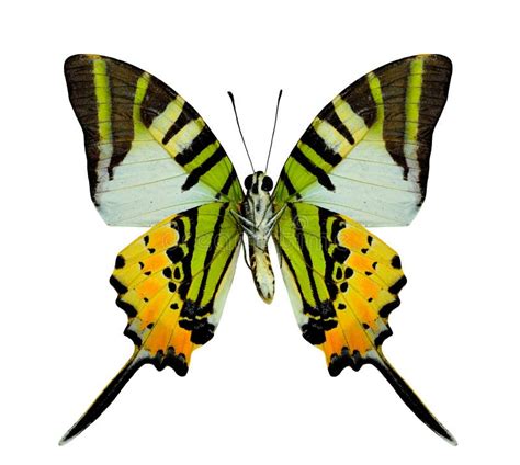 119 Yellow Swordtail Butterfly Stock Photos Free And Royalty Free Stock