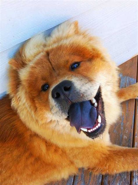 9 Best Chow Chow Images On Pinterest Chau Chau Dog Chow Chow Dogs