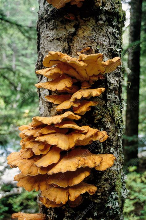 Bracket Fungi Stock Image B2501619 Science Photo Library
