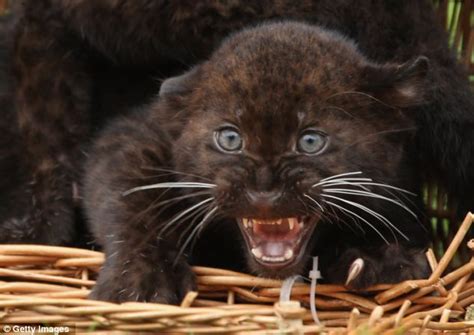 Est100 一些攝影some Photos Twin Panther Cubs Baby Black Panther