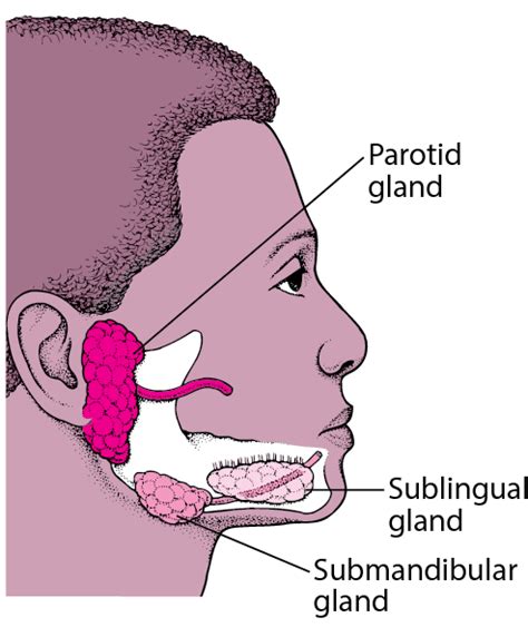 Salivary Gland Disorders Ear Nose And Throat Disorders Merck