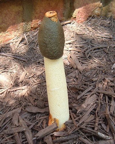 Stinkhorn Mushroom Identification And Control Walter Reeves The
